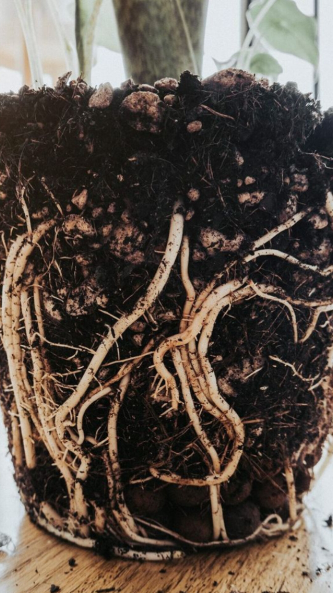 هیومیک اسید