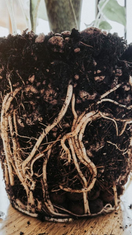 هیومیک اسید