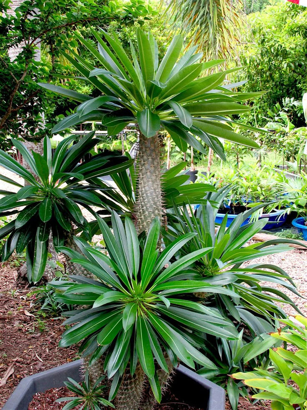 رشد و سبزینگی گیاهان