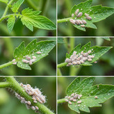 سم شپشک ارد الود