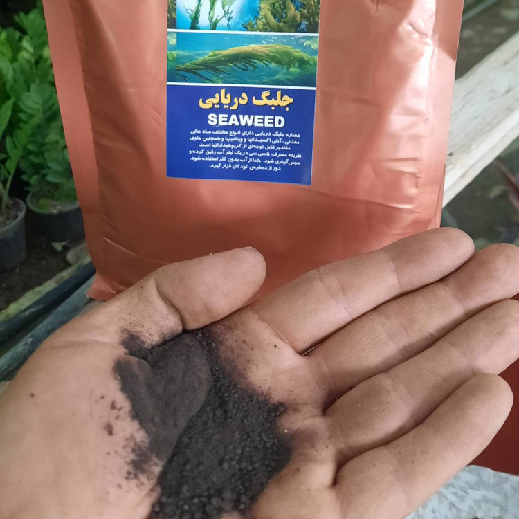 کود جلبک دریایی ۱ کیلویی پک ۱۰ عددی عمده ۱۰ کیلویی تقویت و سبزینگی در گیاهان
