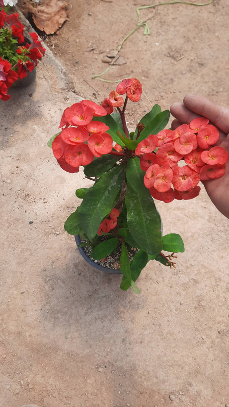 مرجان هلندی پر گل قیمت ۶۰۰/۰۰۰