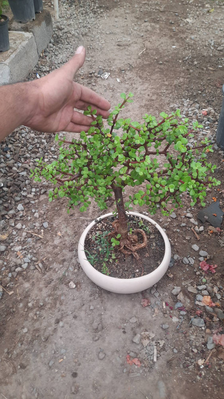 بنسای خرفه ۵ ساله گلدان سفالی ریشه پر | قیمت ۸۵۰/۰۰۰