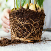 خاک هلندی با کیفت بالا برای تکثیر گیاهان